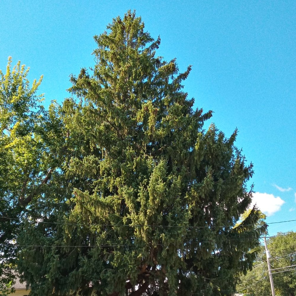 Pinecones 12 from Il. Just took off the ground today Crafting Fire starters